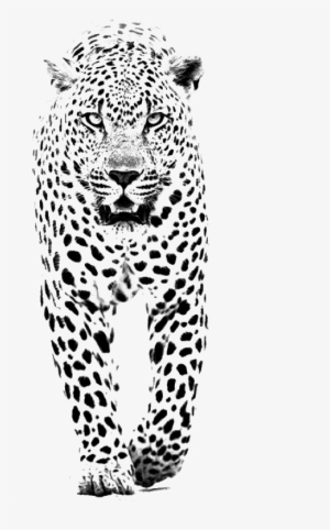Leopard Jaguar Lion Tiger Black Panther - We Heart It Iphone 5
