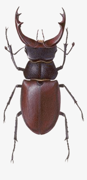 Stag Beetle Transparent Png Image Bug Image Transparent - Stag Beetle Male Female