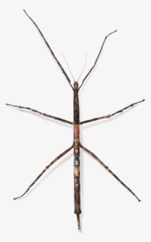 Stick Inscet Pics Png Black And White Stock