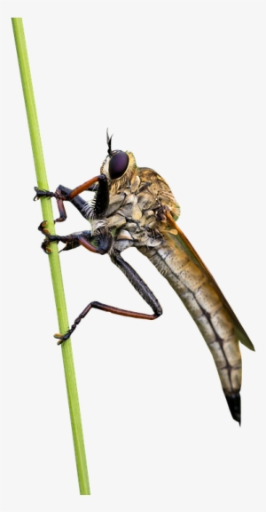 Fly, Insects, Animal, Bug, Nature, Wildlife, Wing, - Insect