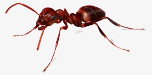 Insects - Leaf Cutter Ants Png