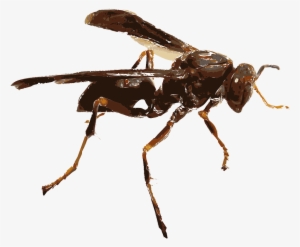 Insect Png Transparent - Wasp .png