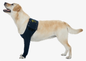 Mps Taz Sleeve - Suitical Dog Recovery Sleeve - Black - Large