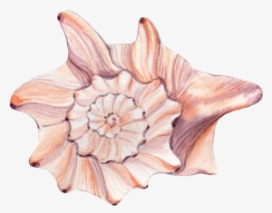 This Graphics Is Hand Painted Rare Shell Png Transparent - Portable Network Graphics
