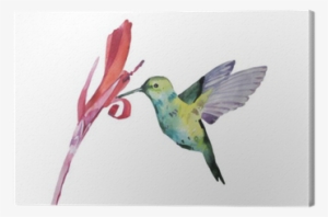 Watercolor Illustration, Colobri Canvas Print • Pixers® - Watercolor Painting