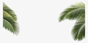 Arecaceae Asian Palmyra Palm Howea Forsteriana Tree - Life By Design 9781285130903 (paperback)