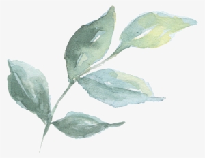 Hand Painted A Branch Of Green Branches Watercolor - Green