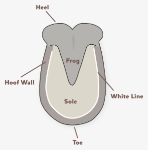 Donkey Hoof Problems - Donkey Hooves