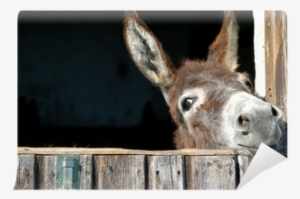 Cute Donkey Note Cards (pk Of 20)