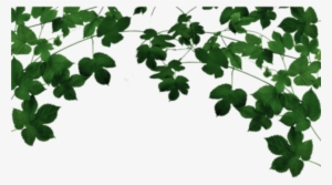 Branch