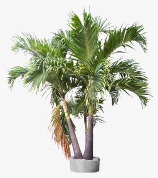 Triple Trunk Container Plant Images, Trunks, Container, - Lady Palm Plant