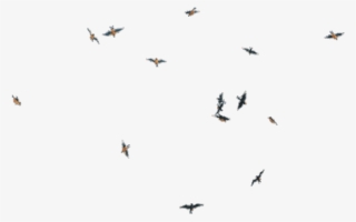 Birds Png New - Transparent Fly Bird Png
