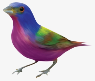 Oiseaux,birds,png - Painted Bunting