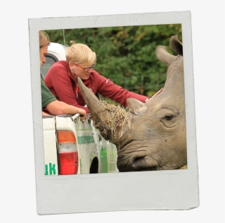 My Name Is Hayley And I Am The New Learning And Discovery - White Rhinoceros