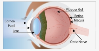 Illustration By Niki Barolini - Sphere