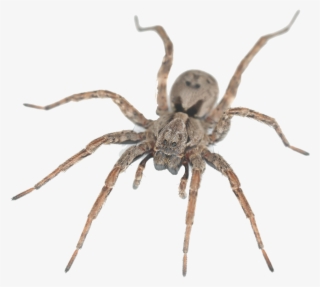 Wolf Spider House Spiders