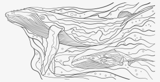 "humpback Whales" Inside Cover And Last Page Spread - Line Art