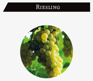 Riesling Originated In Germany And Is One Of The Top - Chardonnay Grapes