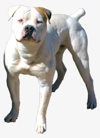 Puppies For Sale Studs Available Arizona Breeders - Olde English Bulldogge