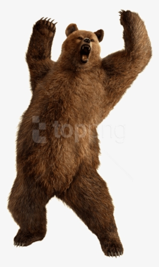 Free Png Download Bear Png Images Background Png Images - Kuma Tekken 6
