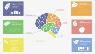 Modular Architecture Inspired By The Brain - Infographics Brain