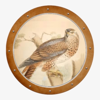 Uncategorized, Gas Tank - Sharp Shinned Hawk