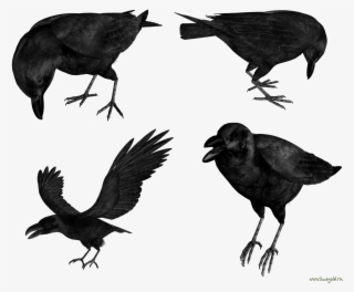 Raven Png - Flying Raven Png