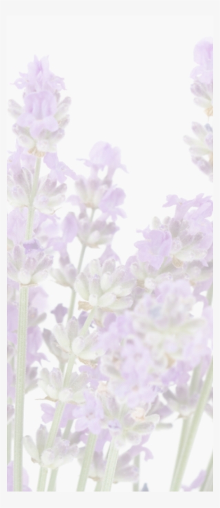 We're Told That The Greeks And The Romans Used Lavender - English Lavender