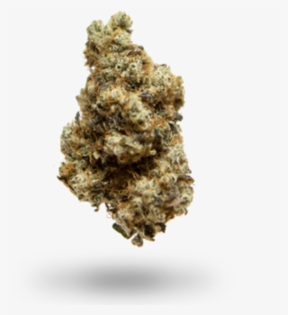 Thurman Street Collective - Arizona Cypress