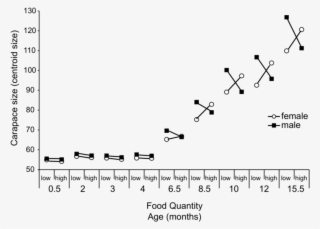 Ontogeny Of The Response Of Carapace Size Of Chelydra - Diagram