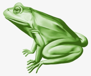 Фотки Clip Art, Album, Frogs, Illustrations, Pictures, - Frog