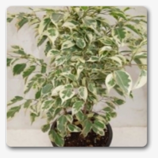 Ficus Plants