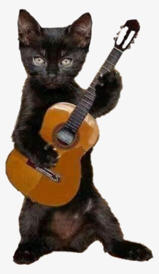 Flamenco Cat