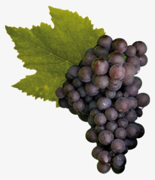 Cantine Ca' Baradei Pinot Grigio - Pinot Grigio Grape Png