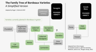 Clearly, There Are Still Holes In The Family Trees, - Wine Grape Varieties Family Tree