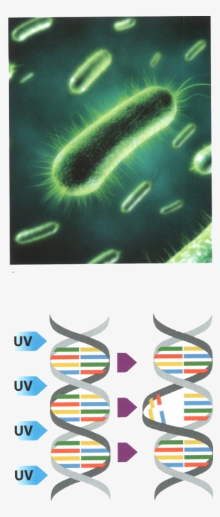 Esterilización Del Agua Con Rayos Uv - Respiration For Plants Ks2