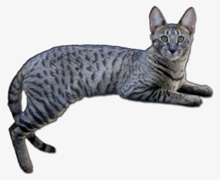 Title That Year As Well - California Spangled