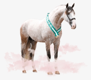 World Champion - Stallion