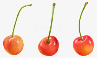 Free Png Download Cherry Clipart Png Photo Png Images - Png Free For Commercial Use