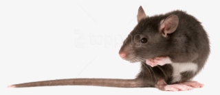 Free Png Download Rat Left Png Images Background Png - Brown Rat Png