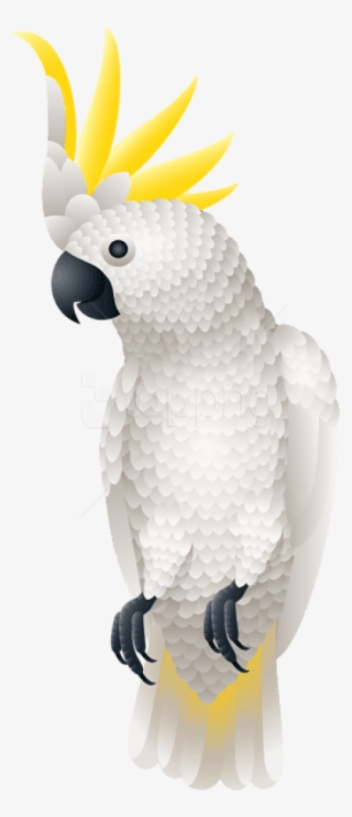 Free Png Download Kakadu Parrot Png Images Background - Kakadu Parrot