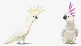 Sulphur-crested Cockatoo