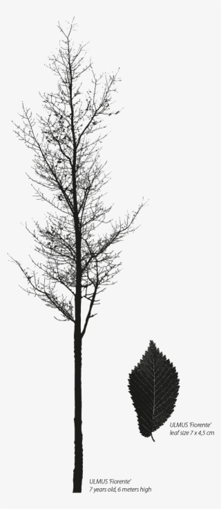 Monochrome