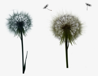 Dandelions Png - Dandelion