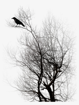 Raven By Peroni68 - Robin