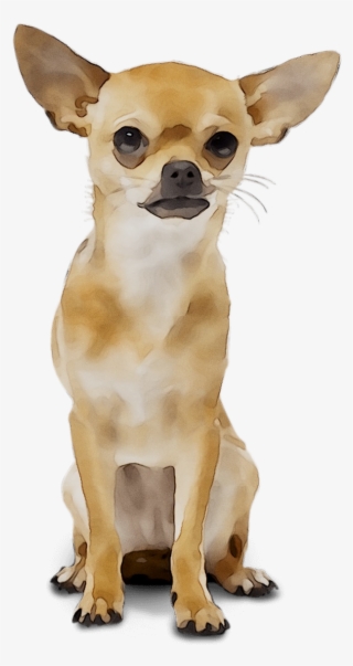 Chihuahua Russkiy Breed Dog Toy Wedding Organizer Clipart - Chihuahua