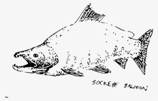 Whiskers Sockeye Salmon Bear Cat - Salmon