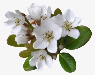 White, Flower, With, Ant Cut, Out - Ant