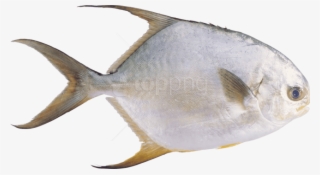 Free Png Download Fish Png Images Background Png Images - 鲳 鱼 图片