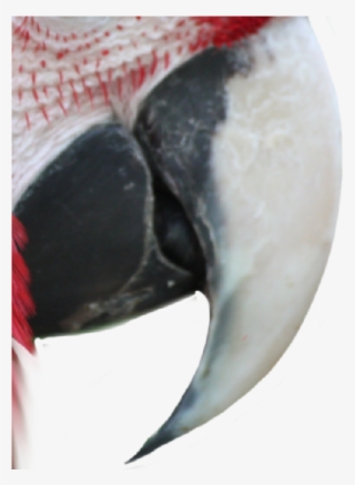 The Bird's Beak Serves Naturally For Feeding Or Cutting - Close-up